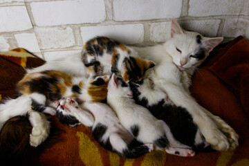 Mother cat with her kittens on a bed