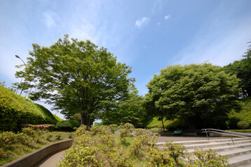 Fototapeta premium 横山公園（神奈川県相模原市中央区）