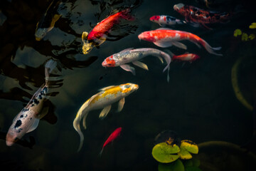 Koi, pond, Lilly pads
