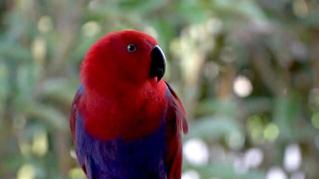 Female eclectus roratus close up, parrot with colorful red and purple plumage