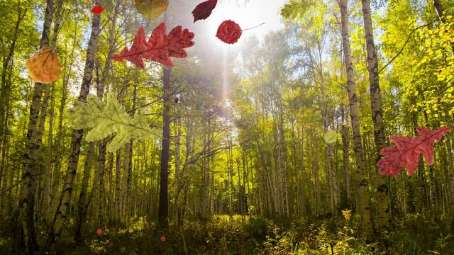 animation of falling leaves in the forest. They fly from left to right in the autumn forest. Sunny day. Season change concept.nature. 2D design.