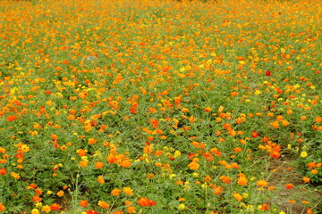 Fototapeta premium キバナコスモスの花畑