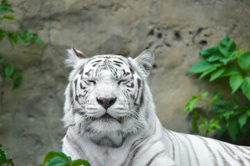 Portrait of a rare white albino tiger lying on trees near a rock in the zoo: tiger day, place for text, close-up