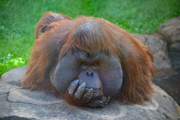Funny orange monkey, orangutan looks and holds his hand on his chin, imitating a man © Leila