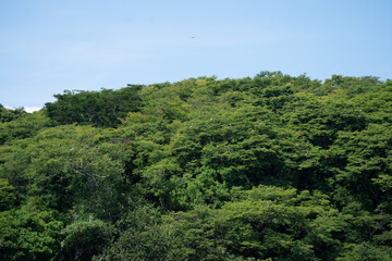 Fototapeta na wymiar Beautiful view of the San Lucas Island in Costa Rica and its wild life