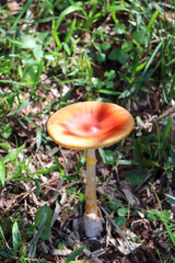 きのこ 赤 秋 キノコ
