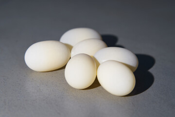 Freshly Laid Turtle Eggs. Marine animal reptile breeding