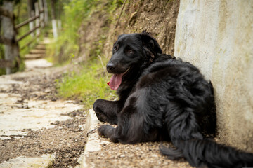 Black dog resting lying with tongue sticking out tired from walk on trail - healthy dog with shiny hair in nature