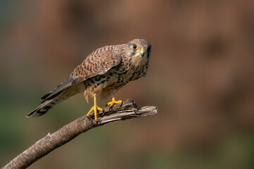 Male Common Kestrel (Falco tinnunculus) on a branch. Gelderland in the Netherlands. Bokeh background.