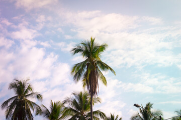 Fototapeta na wymiar Palm tree against blue sky