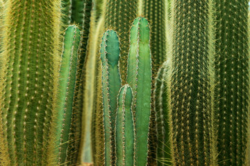 Green cactus background.