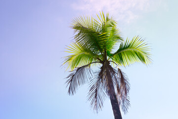 Fototapeta na wymiar Palm tree against blue sky