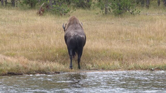 Bison grazing along side the Madison River in Yellowstone National Park.