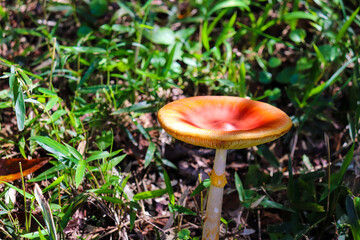 きのこ 赤 秋 キノコ