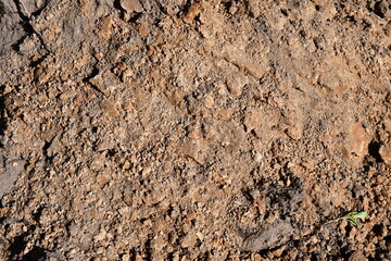 Texture of brown clay-sandy soil.