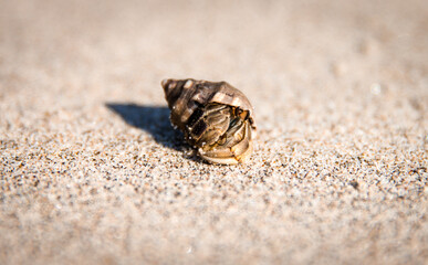 Crab on sand