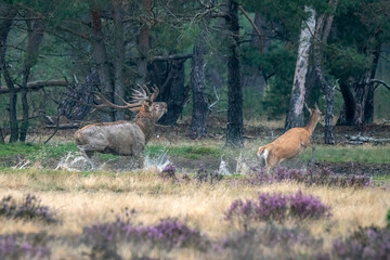 Naklejka na ściany i meble Red deer (Cervus elaphus) stag hasing female in a pond in rutting season on the field of National Park Hoge Veluwe in the Netherlands. Forest in the background.
