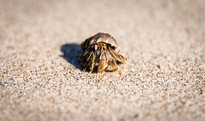 Crab on sand