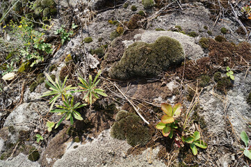strawberry moss stone lichen forest ground