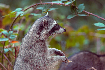 Raccoon shallow depth of field