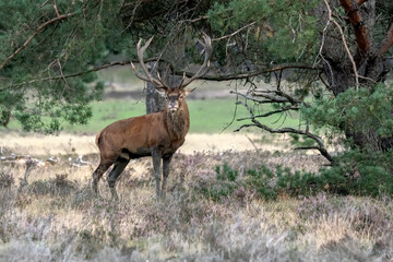 Red deer (Cervus elaphus) stag  in rutting season on the field of National Park Hoge Veluwe in the Netherlands. Forest in the background.