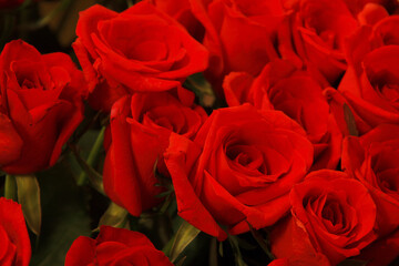 赤いバラの花束