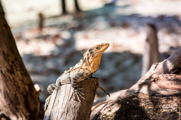 Close up of a lizard