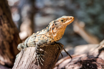 Close up of a lizard