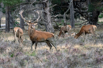 Naklejka na ściany i meble Red deer stag (Cervus elaphus) male and a group female deer in rutting season on the field of National Park Hoge Veluwe in the Netherlands. Forest in the background.