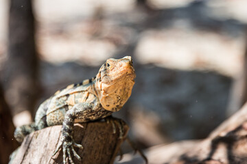 Close up of a lizard