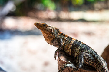 Close up of a lizard