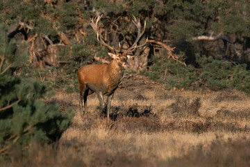 Red deer (Cervus elaphus) stag  in rutting season on the field of National Park Hoge Veluwe in the Netherlands. Forest in the background.