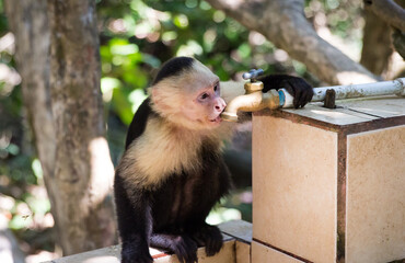 Monkey and tap