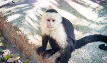 Monkey