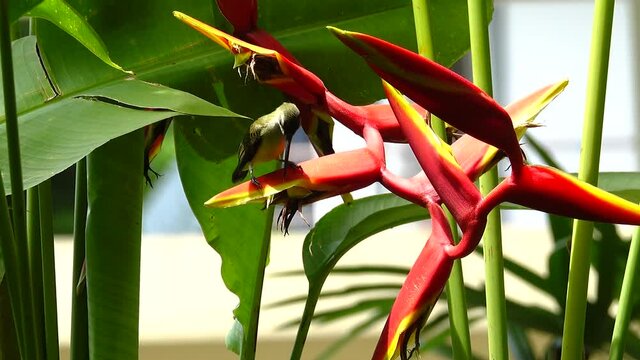 Mature bird feeding nectar from Heliconia flower.
Beautiful little spiderhunter Arachnothera longirostra drinking nectar from red heliconia flower in backyard.