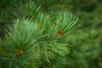 Fluffy branch of spruce, pine or cedar close-up, blurred green background. Coniferous tree, concept of new year, Christmas. Copy space.