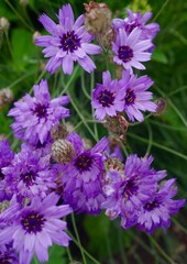 purple flowers in the garden