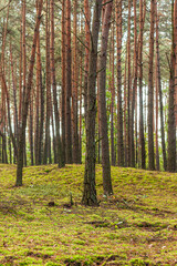 Pine-birch forest in early autumn.