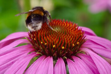 Bee on pink echinacea flower