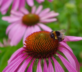 Bee on pink echinacea flower