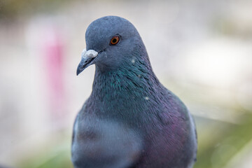Close up of a pigeon