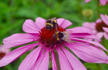 Pink echinacea flower with bumblebees