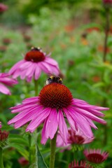 Pink echinacea flower with bumblebees