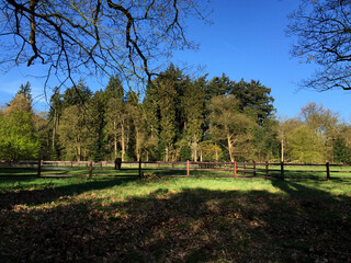 nature view in the forest at spring time sunny day, in Holland Apeldoorn Gelderland Netherlands