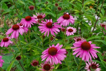 Pink echinacea flower with bumblebees