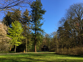 Fototapeta na wymiar nature view in the forest at spring time sunny day, in Holland Apeldoorn Gelderland Netherlands