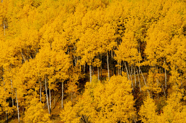 Golden Birch Trees