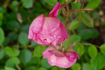 Obraz premium Pink rose with raindrops on it