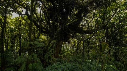 Beautiful closeup view of the majestic and massively green rain forest in Costa Ricas Pico Blanco
