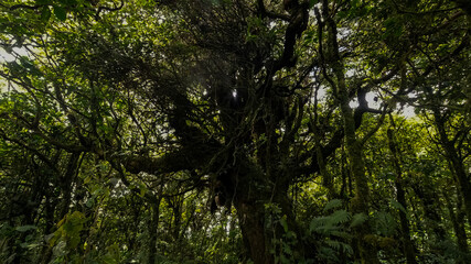 Beautiful closeup view of the majestic and massively green rain forest in Costa Ricas Pico Blanco